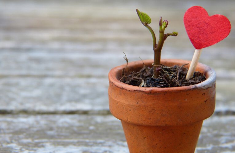 Jak uprawiać rośliny w domowym growboxie?