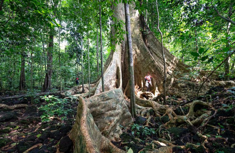 Tajemniczy świat dżungli: Odkryj jakie fascynujące zwierzęta zamieszkują ten egzotyczny raj