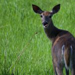 Nieznane zdolności zwierząt: Jakie zwierzęta słyszą infradźwięki i jak wykorzystują tę umiejętność?