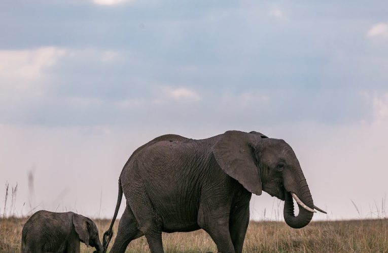 Unikalna różnorodność zwierząt na Madagaskarze: Zachwycające odkrycia