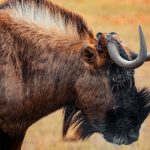 Odkryj fascynujące zwierzęta zamieszkujące Tatrzański Park Narodowy