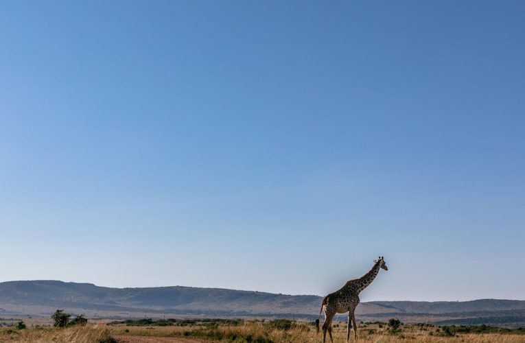 Mój zoo ile tomów: Fascynujący świat zwierząt w mojej prywatnej kolekcji