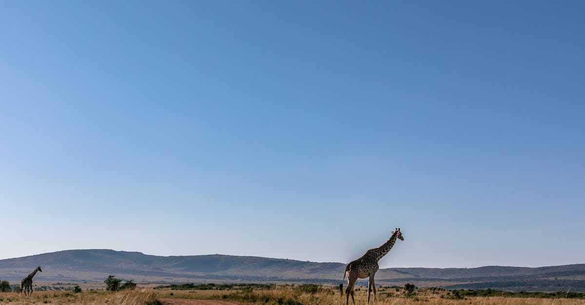 Mój zoo ile tomów: Fascynujący świat zwierząt w mojej prywatnej kolekcji