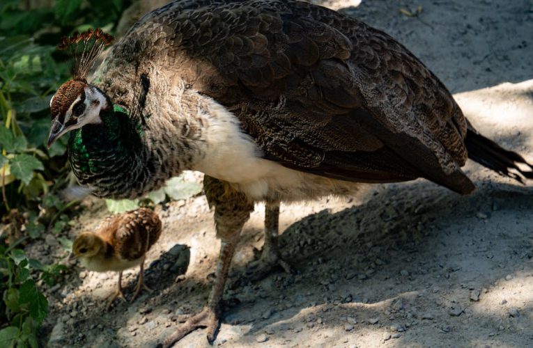 Przygody w kiosku: Poznaj zwierzęta z mojego zoo i ich niezwykłe przygody